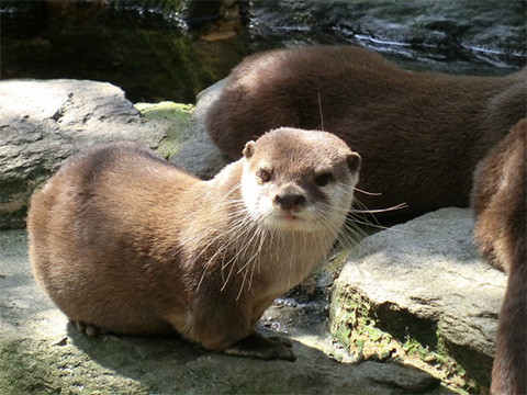 カワウソの画像