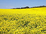 横浜町の菜の花畑
            