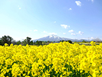 岩木山と菜の花畑